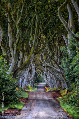 baum allee in irland - dark hedges - got