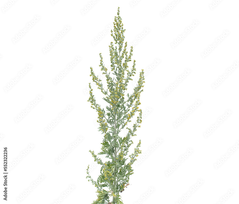 Grand absinthe wormwood blooming plant isolated on white, Artemisia absinthium