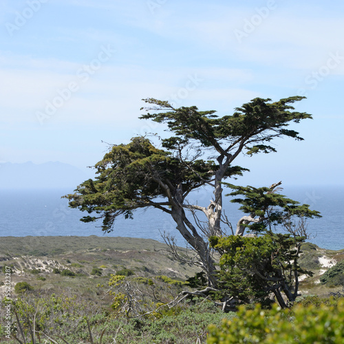 Trees in coastal heathland on Cape Peninsula, South Africa