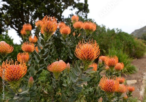 Leucospermum cordifolium is an upright, evergreen shrub of up to 1½ m (5 ft) high from the Protea family photo