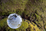 ガラスの地球儀と苔むした樹木　グローバルな社会問題などのイメージ glass globe and a tree covered with lichen	