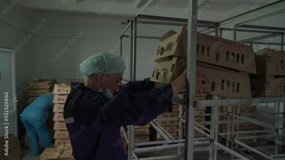 Livestock Production Farm Worker Takes Box With Little Chick To Place On Shelf. Livestock Production Farm Storage Room. Birds Production At Agricultural Farm. Preparing Livestock For Transportation Livestock Production Farm Worker Takes Box With Little Chick To Place On Shelf. Livestock Production Farm Storage Room. Birds Production At Agricultural Farm. Preparing Livestock For Transportation