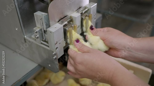 Automated debeaking machine cuts of chicken beaks at the agricultural farm. Debeaking machine trimming the farmed chicken beak. Machine debeaking farmed chickens. Little birds photo