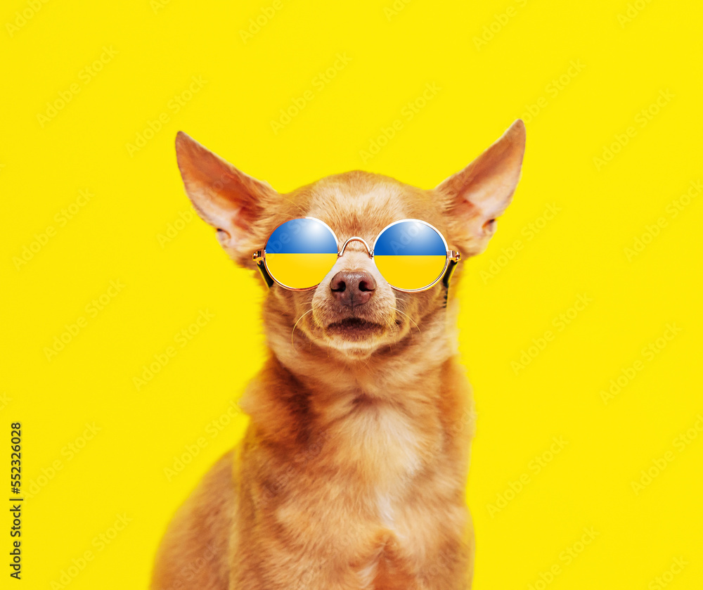 Cute dog wearing sunglasses with Ukrainian flag against yellow background. Cute dog wearing sunglasses with Ukrainian flag against yellow background.