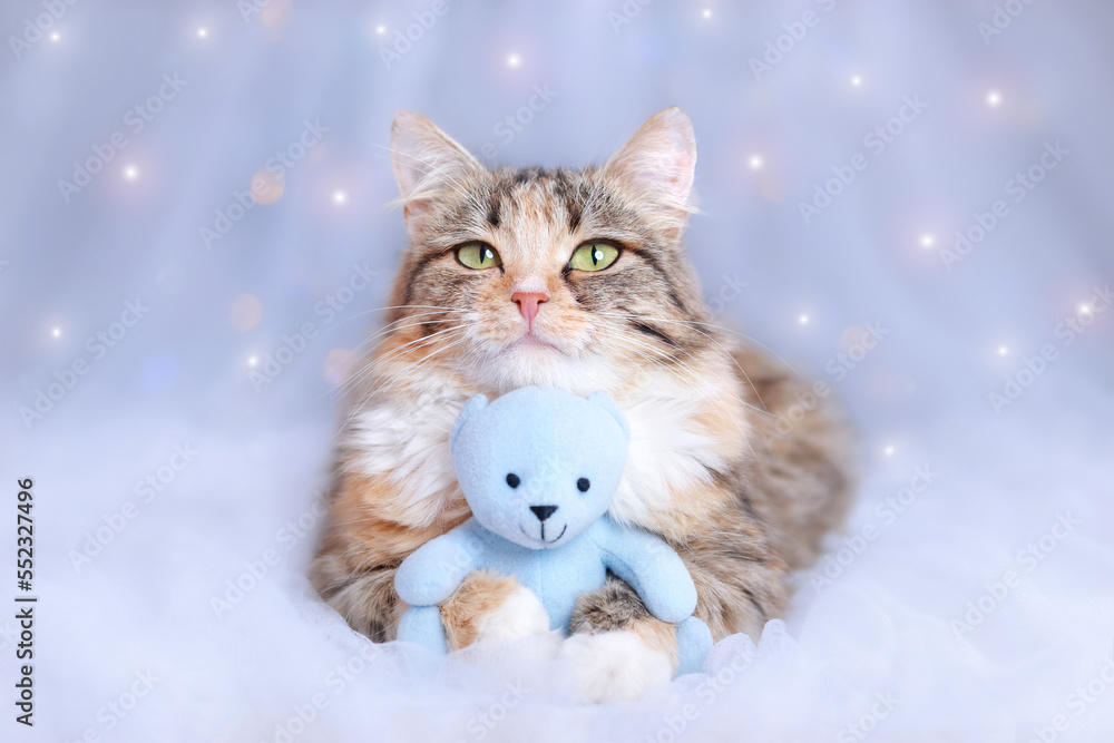 Merry Christmas. Cat lies with a blue teddy bear and looks at the camera. Christmas holidays and New Year concept. Kitten on a blue background with sparkling lights or stars. Xmas. Pet care. Cute Cat 