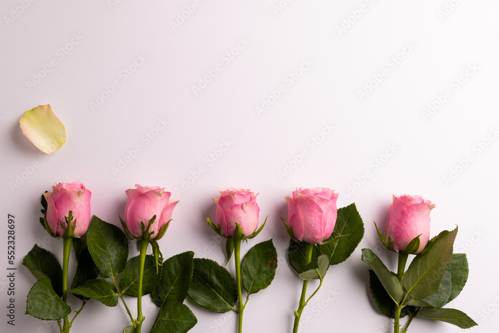 Composition of roses on white background Composition of roses on white background