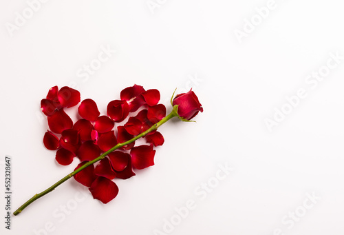 Composition of rose and petals on white background