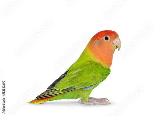 Peach faced Lovebird aka Agapornis bid, sitting on flat surface. Isolated on a white background.