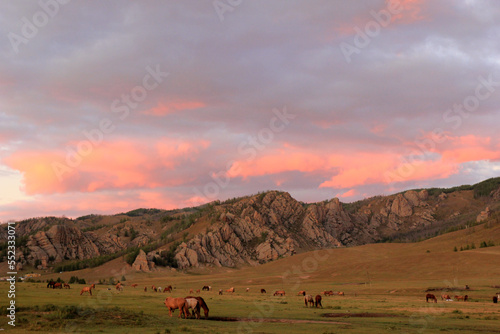 Horses in Gorkhi-Terelj National Park, Mongolia
