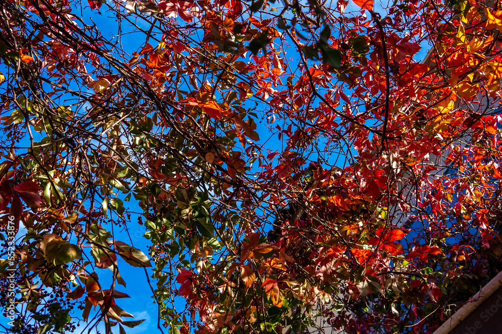 red leaves against the sky red leaves against the sky