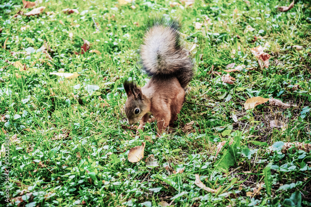 Fototapeta premium A red squirrel in the park on the green grass. Squirrel in the forest. A squirrel on the grass is gnawing nuts.