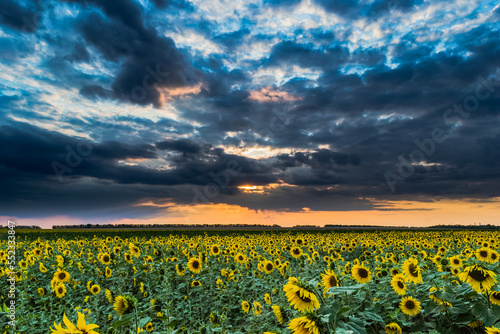 Thunderclouds at sunset over a field of sunflowers. Evening sunset over the field. The sun among the clouds.