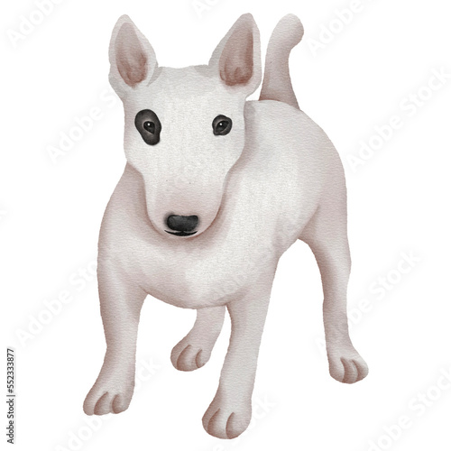 Fototapet Bull Terriers watercolor dog