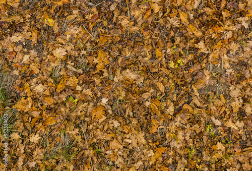 Nature ground texture with dead leaves on the grass during fall season