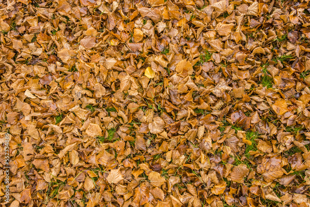 Nature ground texture with dead leaves on the grass during fall season Nature ground texture with dead leaves on the grass during fall season