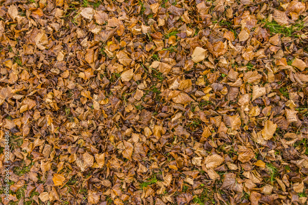 Nature ground texture with dead leaves on the grass during fall season Nature ground texture with dead leaves on the grass during fall season
