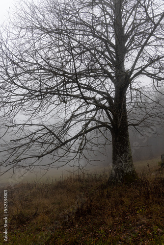 One deciduous tree without leaves is in a forest in autumn in fog. Vertical