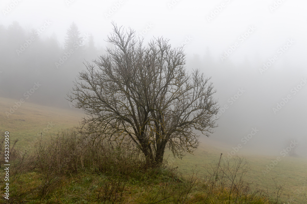 One deciduous tree without leaves is in a forest in autumn in fog One deciduous tree without leaves is in a forest in autumn in fog
