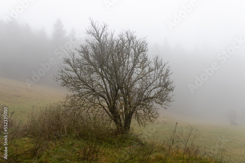 One deciduous tree without leaves is in a forest in autumn in fog