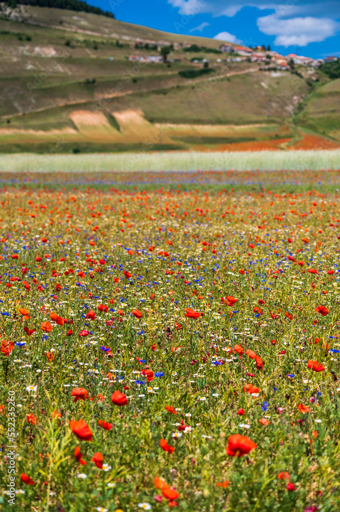 Flowering in the lentil fields in Castelluccio di Norcia