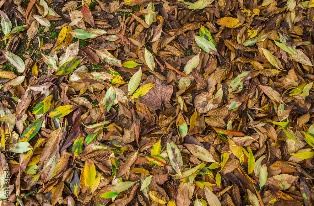 Nature ground texture with dead leaves on the grass during fall season Nature ground texture with dead leaves on the grass during fall season