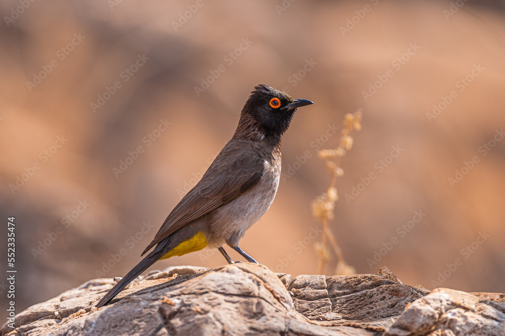 Portrait of an African red-eyed bulbul perched on a stone, Namibia, Africa Portrait of an African red-eyed bulbul perched on a stone, Namibia, Africa
