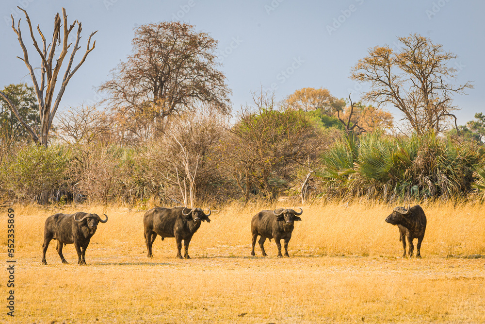 Group of four Cape Buffalo bulls (Syncerus caffer) looking into the camera, Bwabwata National Park, Namibia Group of four Cape Buffalo bulls (Syncerus caffer) looking into the camera, Bwabwata National Park, Namibia
