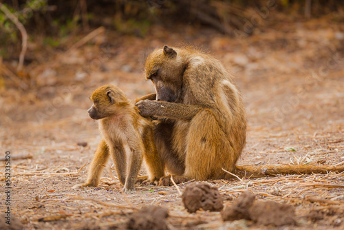 Two Chacma baboons  Papio ursinus   mother grooming her child