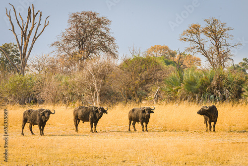 Group of four Cape Buffalo bulls  Syncerus caffer  looking into the camera  Bwabwata National Park  Namibia