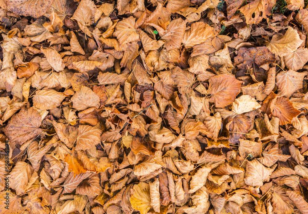 Nature ground texture with dead leaves on the grass during fall season
