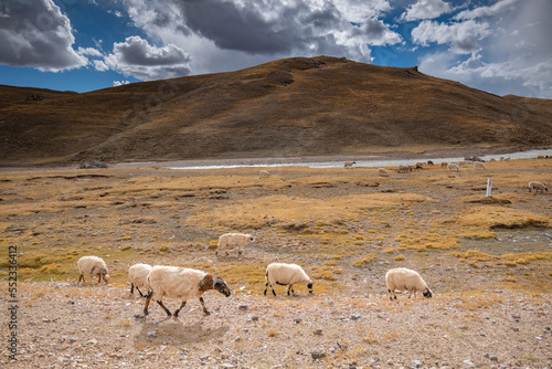 sheep in the mountain