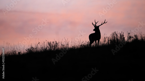 Silhouette of red deer  cervus elaphus  looking to the horizont with pink sky. Dark shape of stag standing on field. Antlered animal watching on glade in backlit.