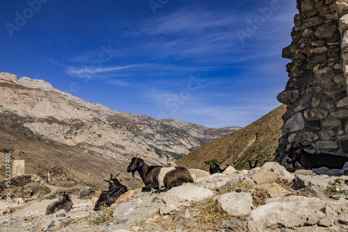 goats on the rocks in north ossetia photo