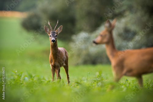 Two roe deer, capreolus capreolus, standing on grassland in summertime nature. Buck and doe looking to each other on green field. Male and female watching on pasture.