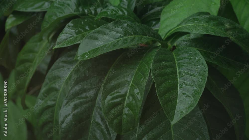 Tropical rain outside the window, drops on large green leaves. Tropical rain outside the window, drops on large green leaves.