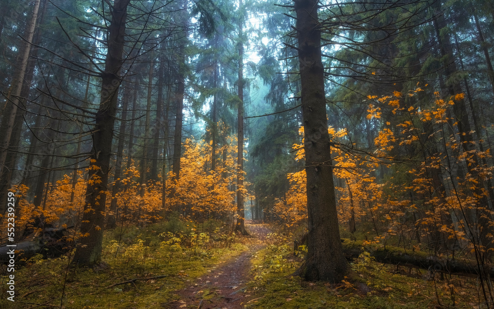 narrow path with trees with autumn yellow leaves in dark misty forest. autumn atmospheric forest landscape
