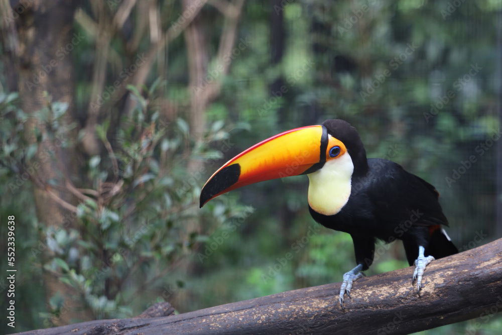 Obraz premium The toco toucan bird on the wood tree in forest