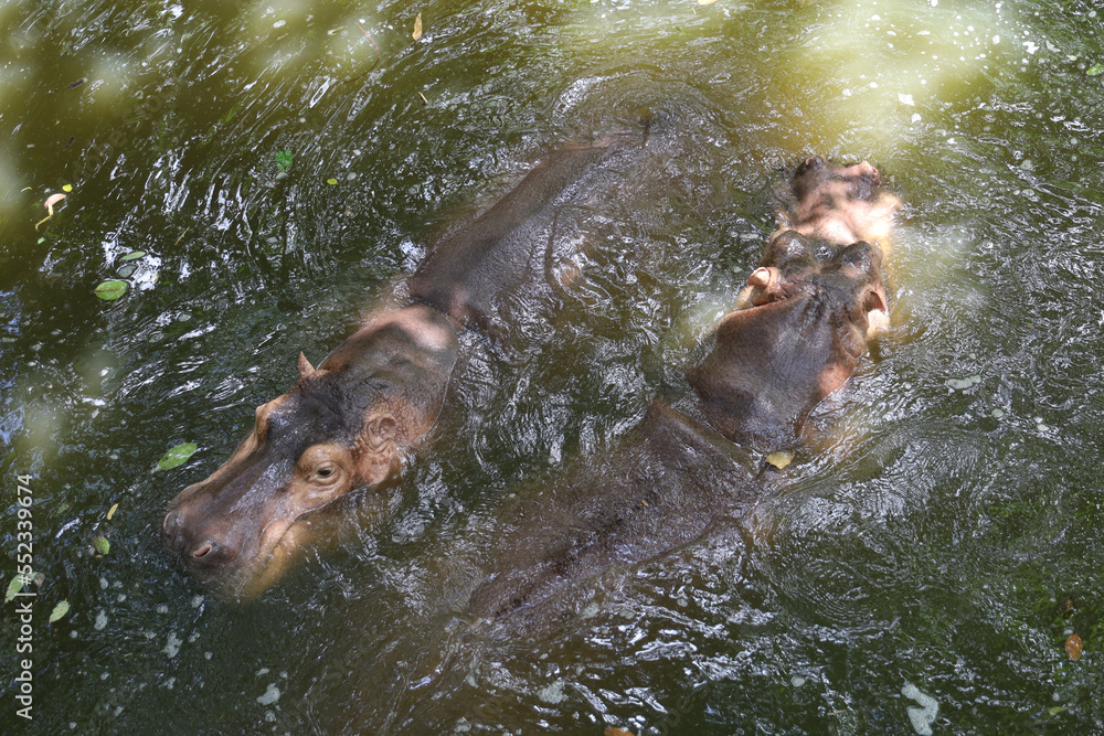 Fototapeta premium The hippopotamus is swim and rest In the river
