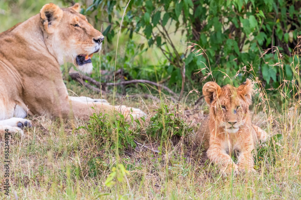 Fototapeta premium Lion Cub with his mother