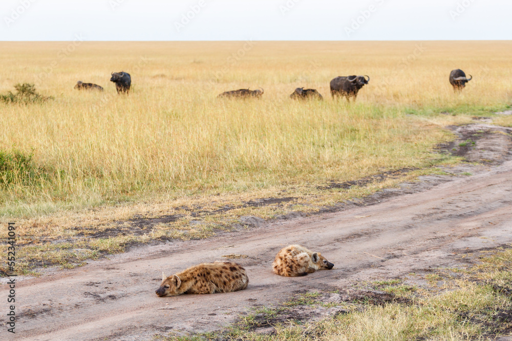 Sleeping Hyena in dirt road with African Buffalo in the grass Sleeping Hyena in dirt road with African Buffalo in the grass
