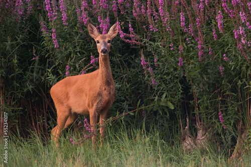 Female roe deer  capreolus capreolus  standing next to blooming flowers in summer. Doe looking to the camera on meadow. Feathered mammal staring on grassland.
