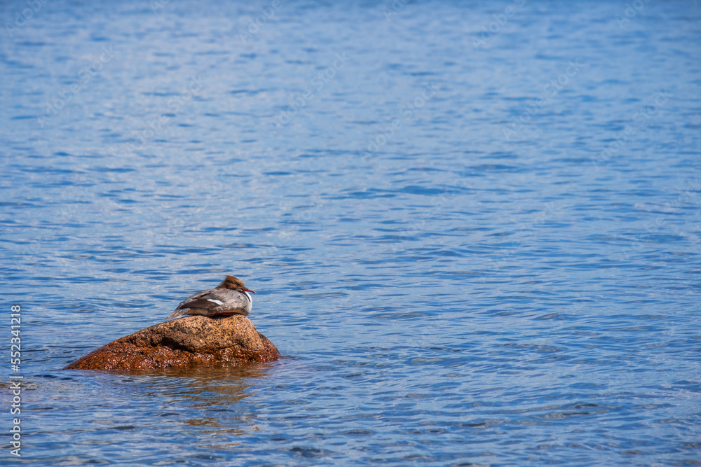 Fototapeta premium Merganser bird rest on a rock in the water