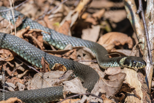 Grass snake crawling on the ground