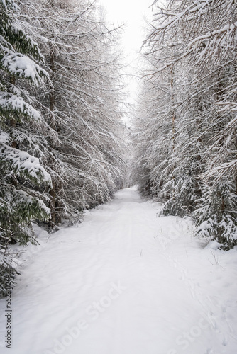Trail in a snowy woodland