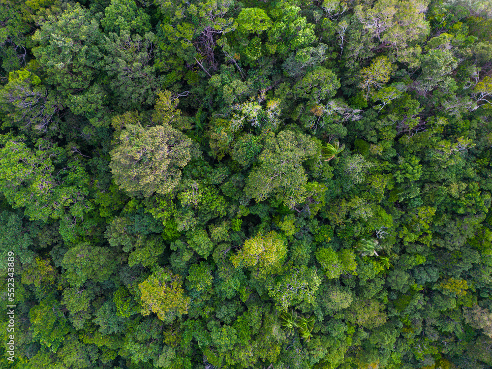 Aerial view green tropical rain forest on mountain