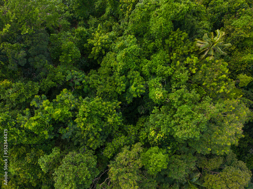 Aerial view green tropical rain forest on mountain