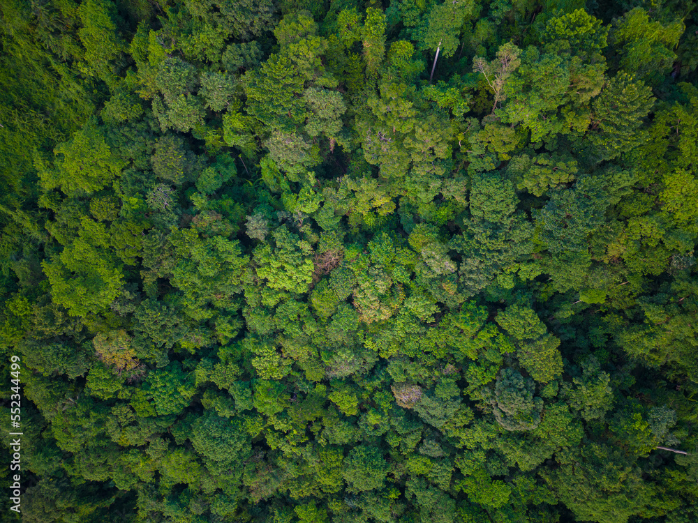 Aerial view green tropical rain forest on mountain