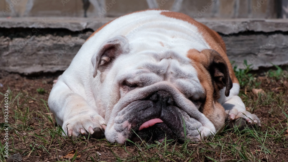 Funny adult english bulldog is resting on the ground in summer on a yard. Sleeps with tongue out. Pet concept Funny adult english bulldog is resting on the ground in summer on a yard. Sleeps with tongue out. Pet concept
