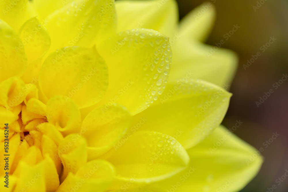 Fresh yellow dahlia petals with drops Fresh yellow dahlia petals with drops