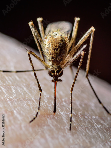 Dangerous Zika Infected Mosquito Skin Bite. Leishmaniasis, Encephalitis, Yellow Fever, Dengue, Malaria Disease, Mayaro or Zika Virus Infectious Culex Mosquito Parasite Insect Macro.